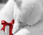 Kutup ayısı bir hediye ile